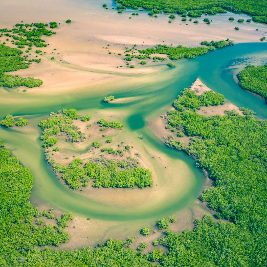 An aerial view of winding green channels through sandy tidal flats and mangroves