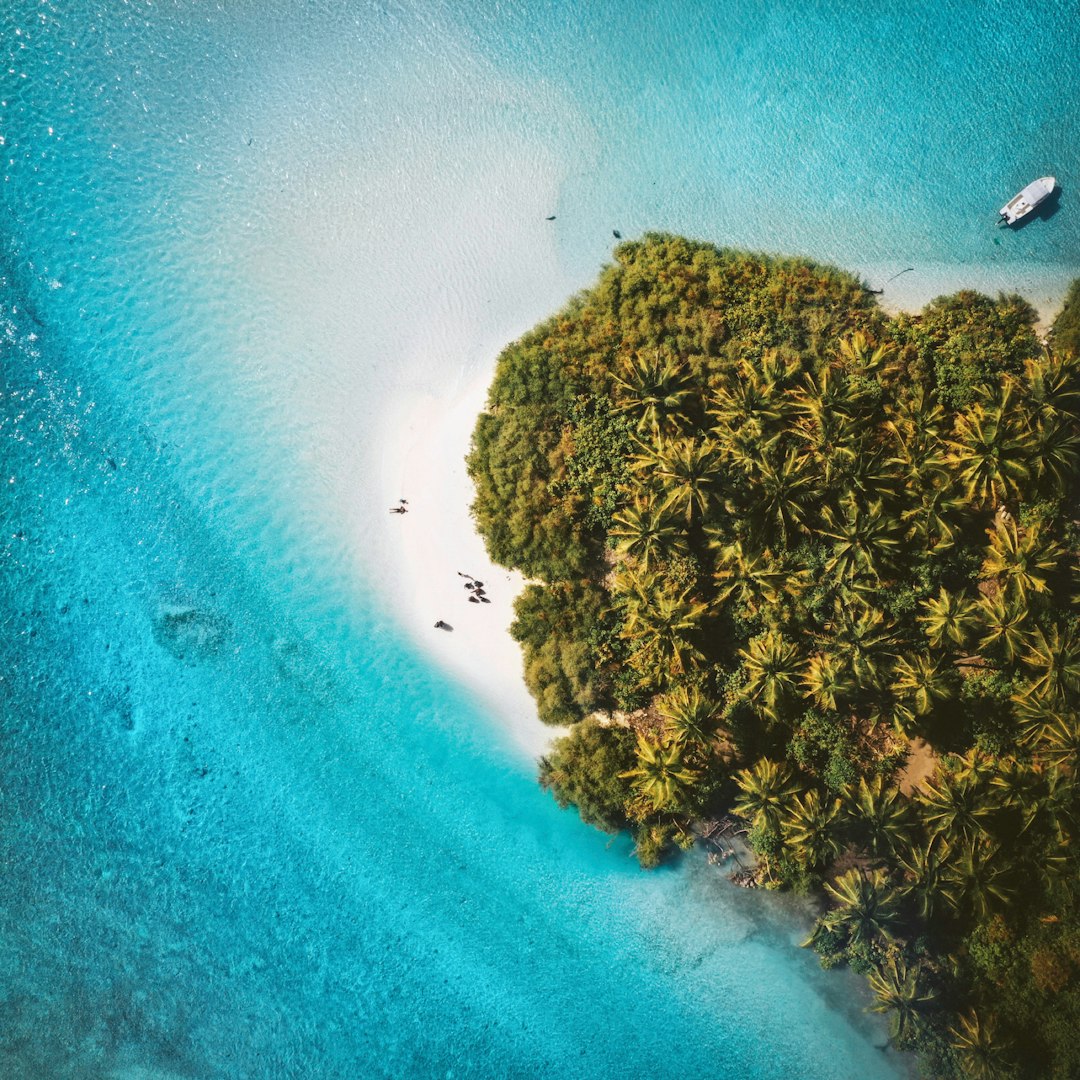 aerial view of green trees on seashore during daytime
