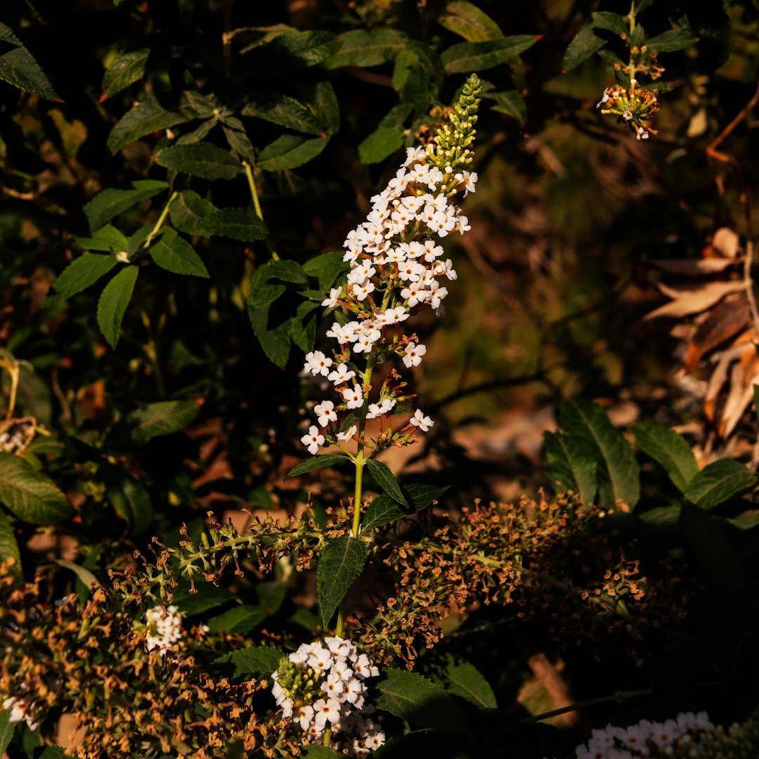 A tall spike of white flowers among green leaves