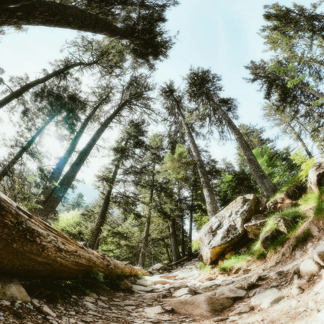 a path in the middle of a forest with lots of trees