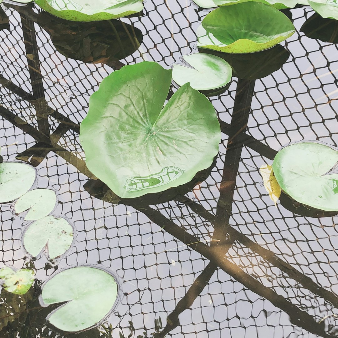 a bunch of water lilies floating on top of a pond