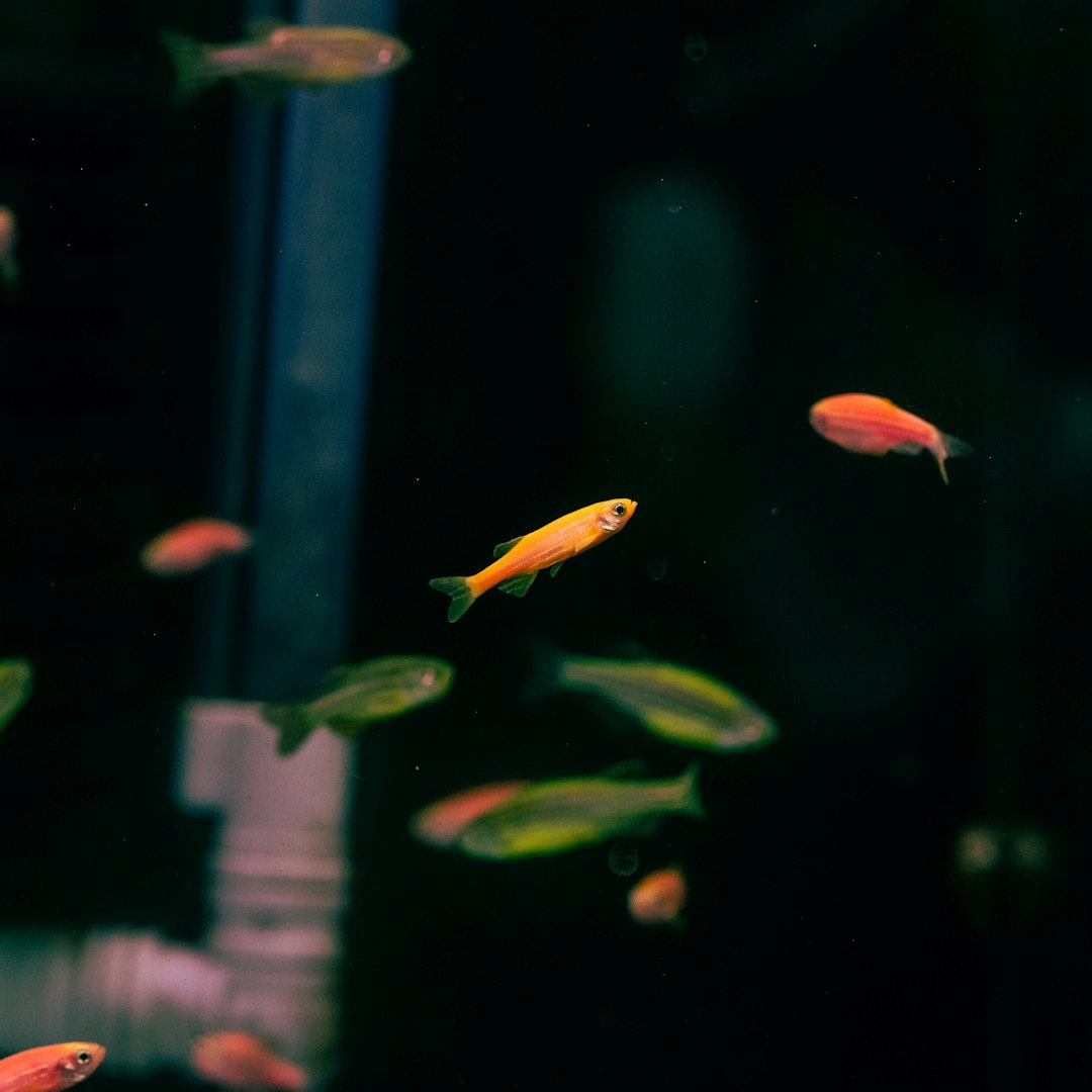 a group of fish swimming in an aquarium