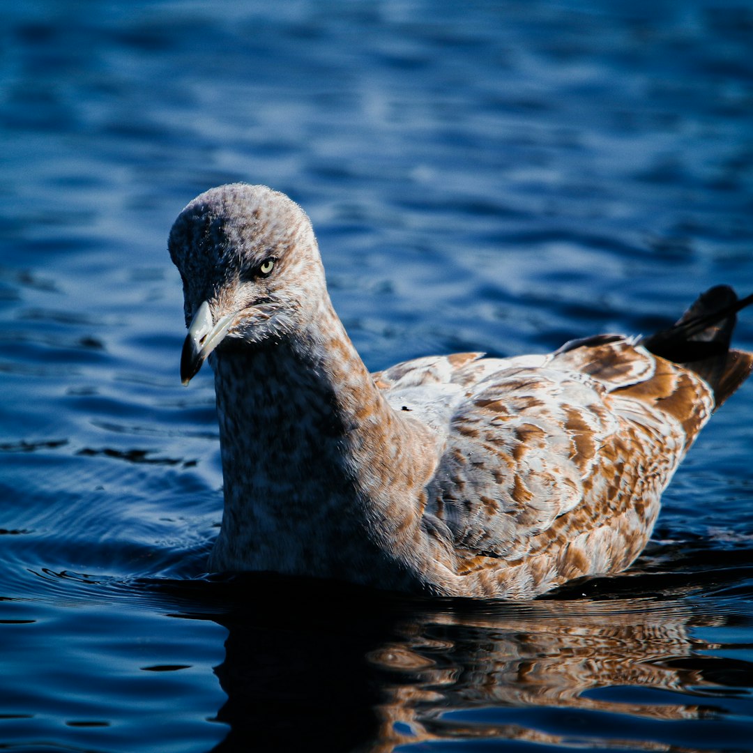 A seagull floats on dark blue water