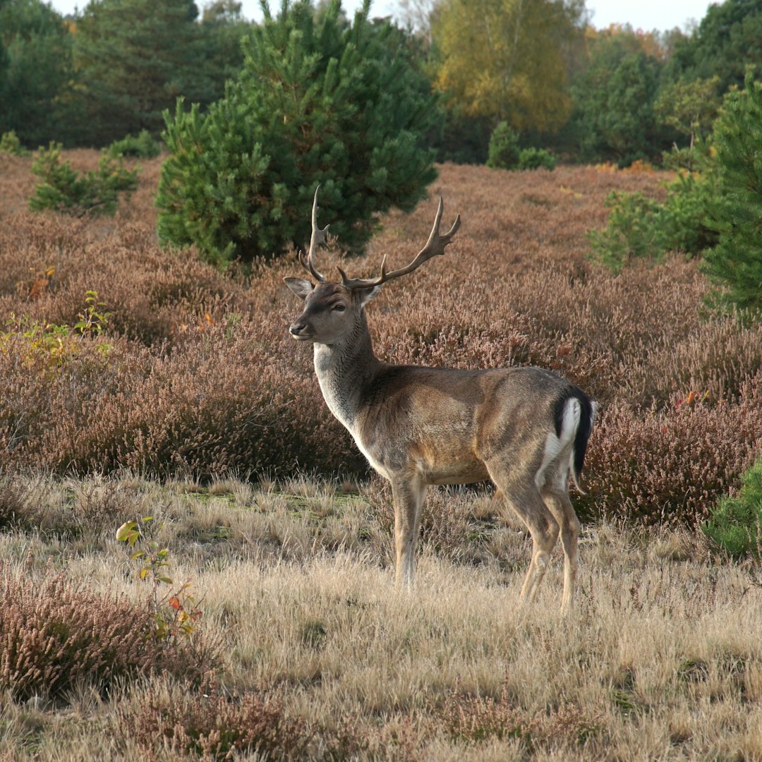 A majestic deer stands in a field of dry grass