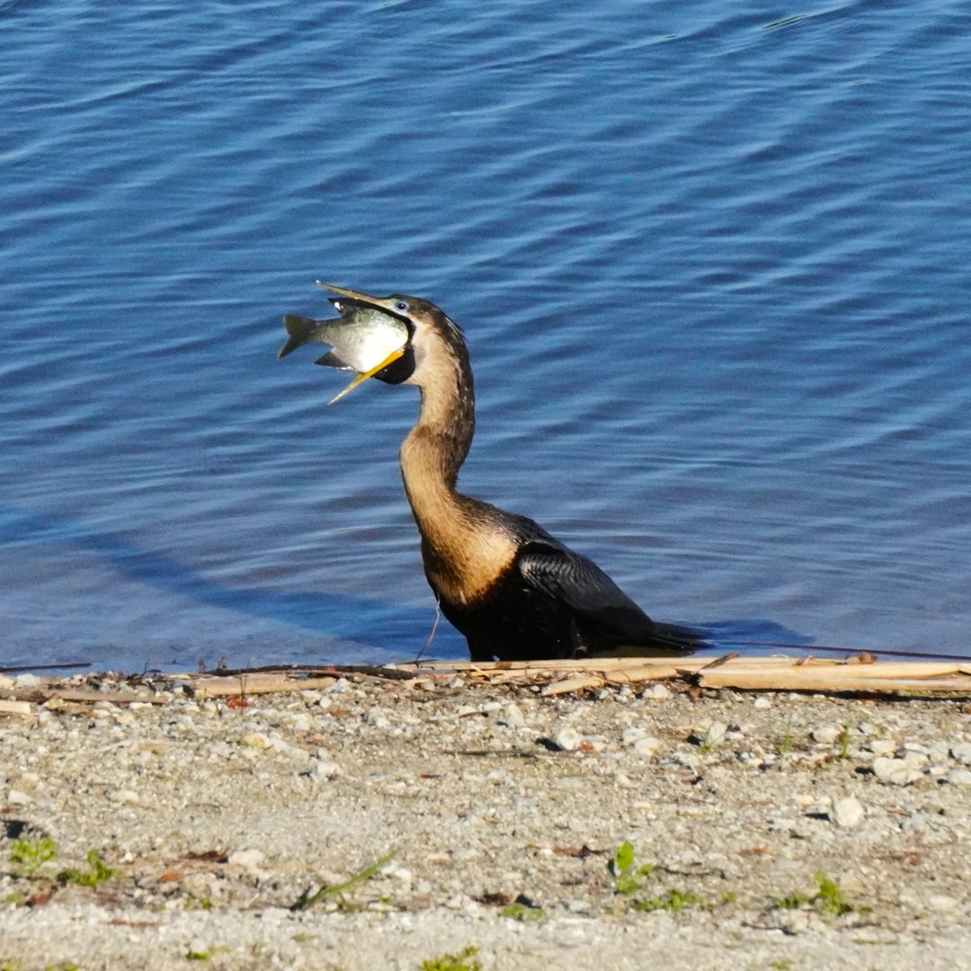 Bird with a fish in its beak by the water