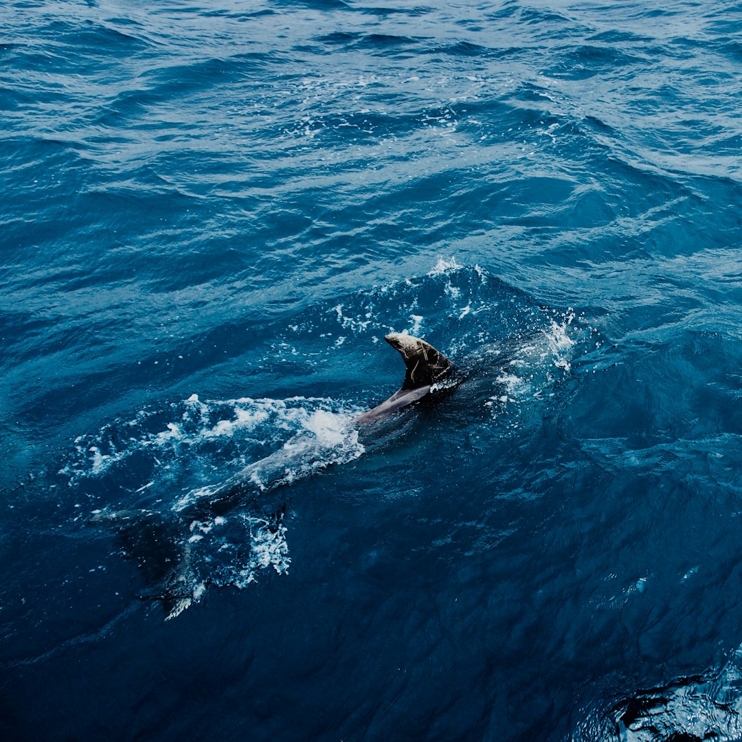 black seal swimming on blue water