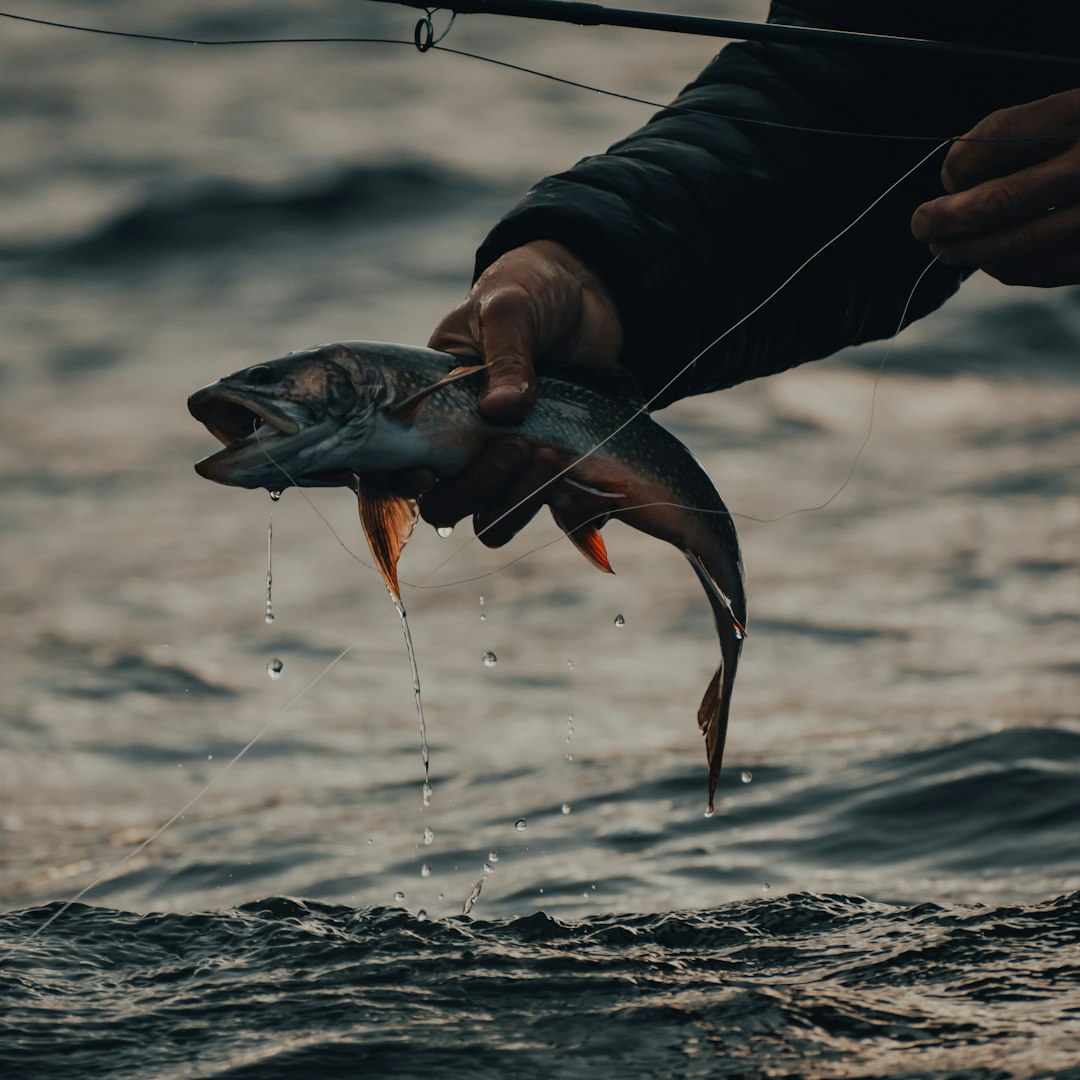 person holding a fish during daytime