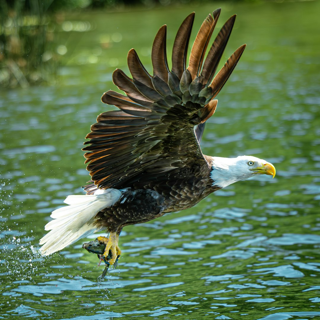 Bald eagle catching fish from water