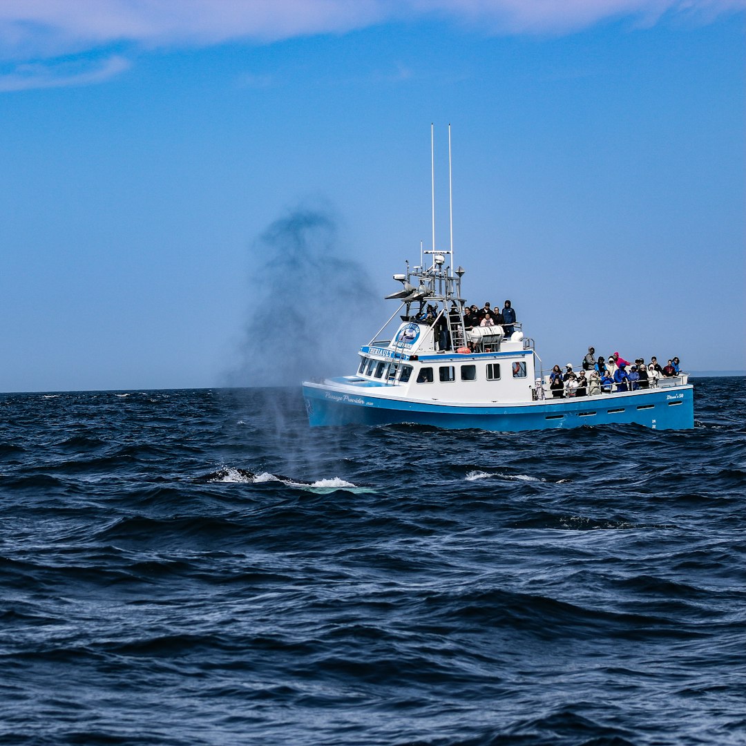 Whale spouting near a boat filled with tourists