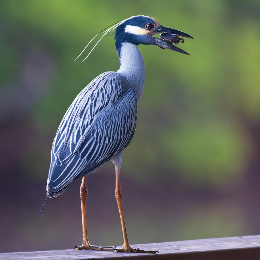 a bird with a fish in it's mouth