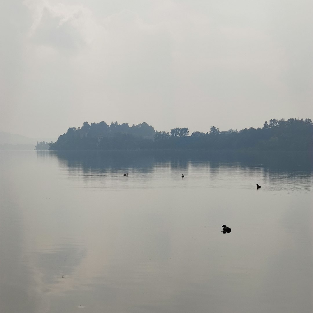 Ducks swim on a calm lake with forested island