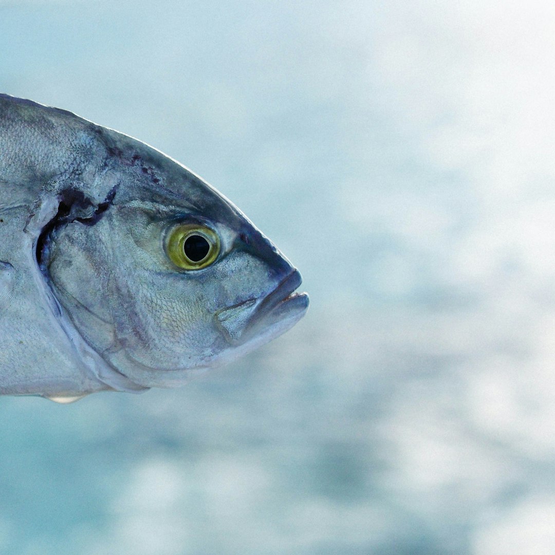 a close up of a fish
