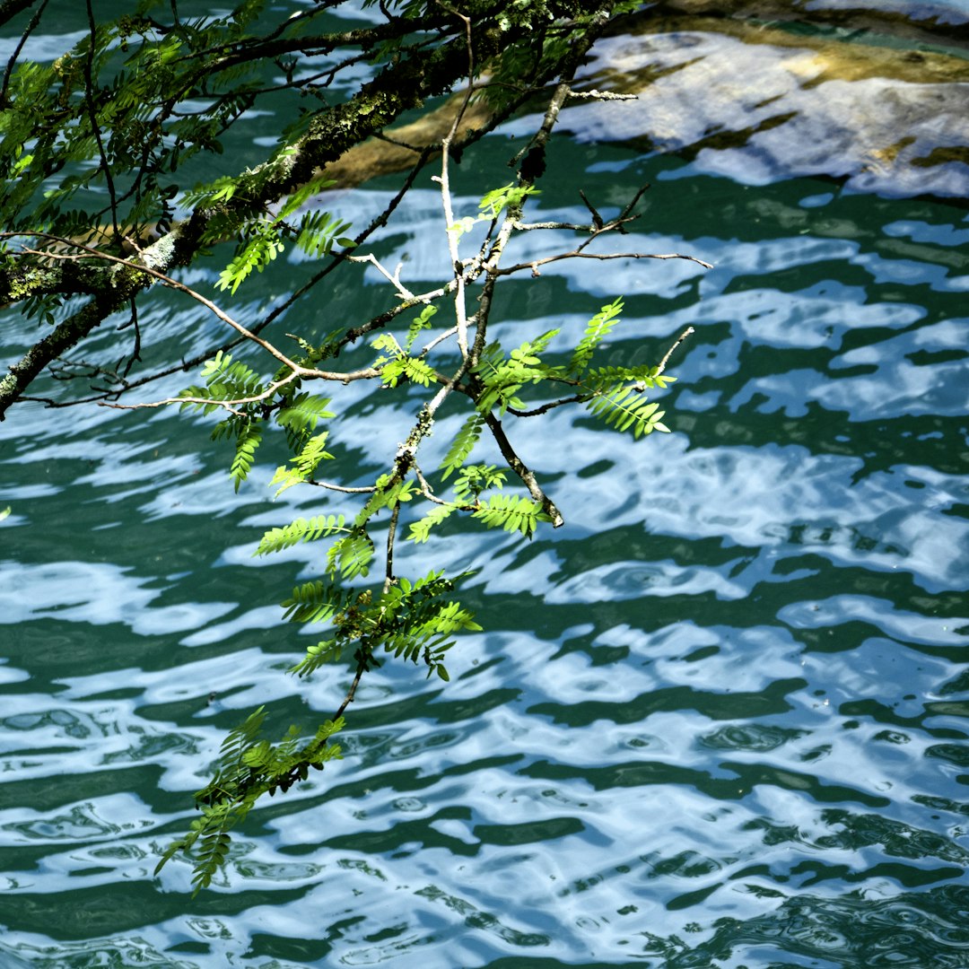 Green branches hang over turquoise water